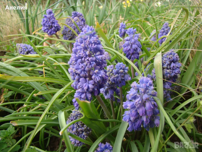 Мускари едри -специален сорт 10 броя 5 лв, снимка 1