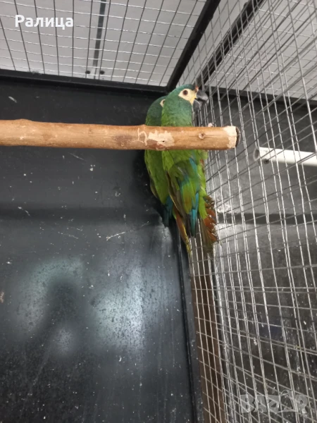 Ара Маракана, снимка 1