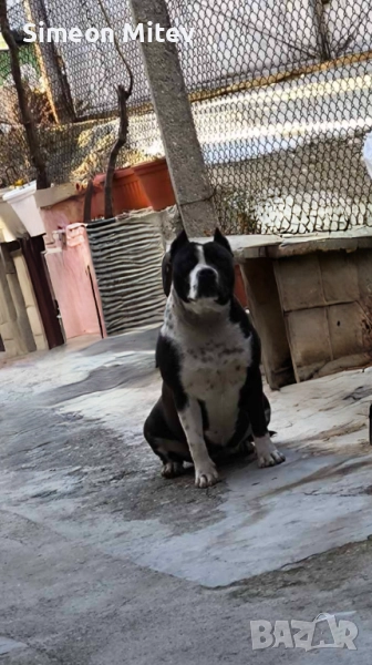 Американски Стафордшир Териери (Амстаф) , снимка 1