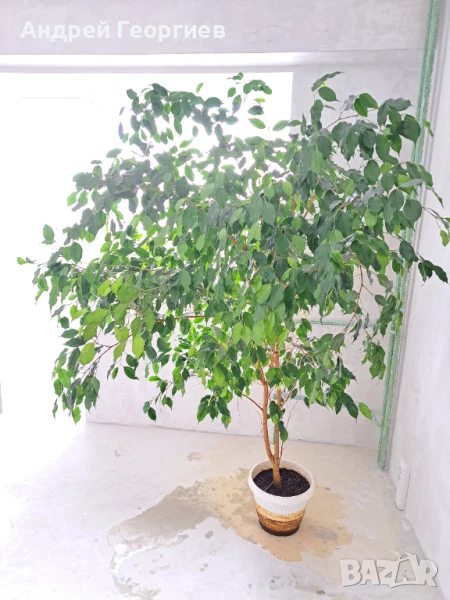 Фикус Бенджамин - над 2метра височина, снимка 1