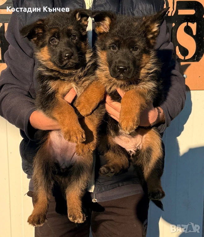 Немска овчарка кученца, снимка 1