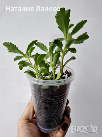 Каланхое, kalanchoe wendy Tinker bell, снимка 3 - Стайни растения - 52970799