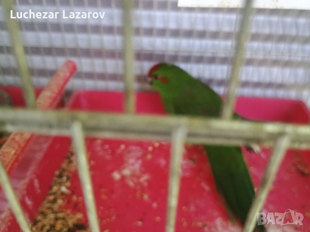 Продавам мъжки зелен папагал Какарики на 1год., снимка 3 - Папагали - 46438435