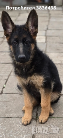 Чистокръвни немски овчарки на три месеца