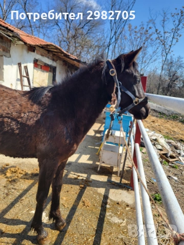 Продавам Мъжки кончета , снимка 3 - Коне - 53844953