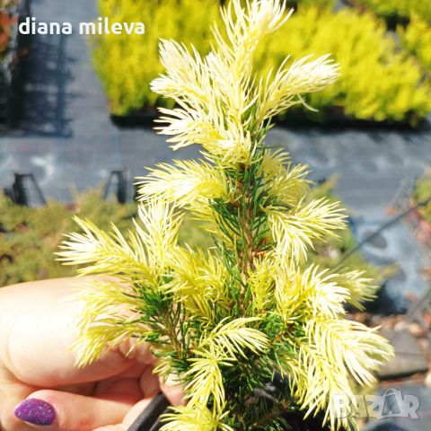 Пицея Дейзи, Picea glauca 'Daisy's White', снимка 11 - Градински цветя и растения - 45407305