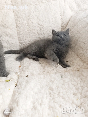 не са красиви те просто са уникални, снимка 7 - Британска късокосместа - 53773762