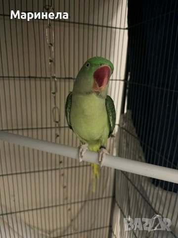 Голям Александър