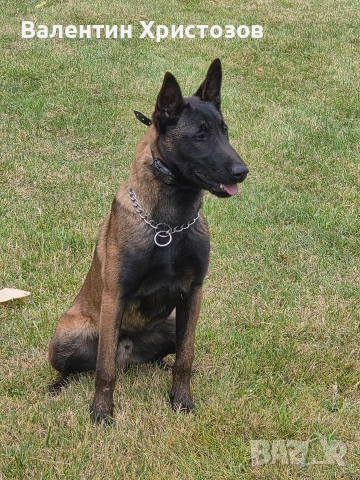белгийска овчарка малиноа , снимка 6 - Белгийска овчарка - 52644060
