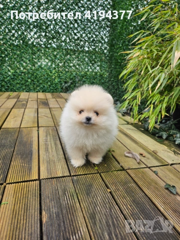 Померан , снимка 3 - Померан - 53560373
