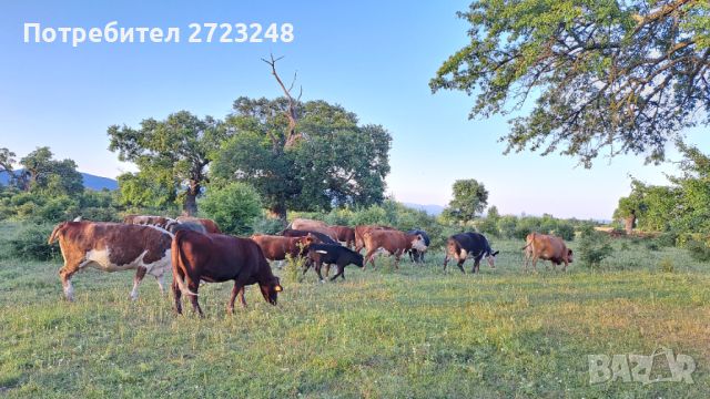 Продавам крави с телета, снимка 3 - Крави - 46370373