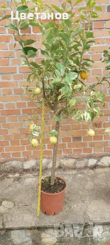 Вариегатен лимон, снимка 2 - Стайни растения - 49923551