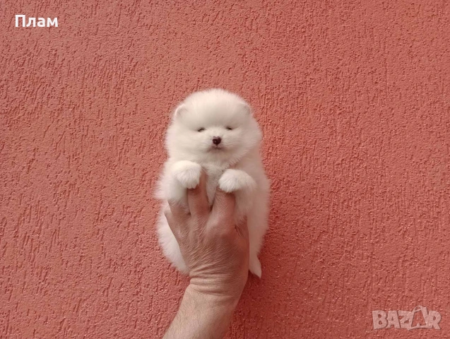 Бели и кремави Померани., снимка 8 - Померан - 54058735