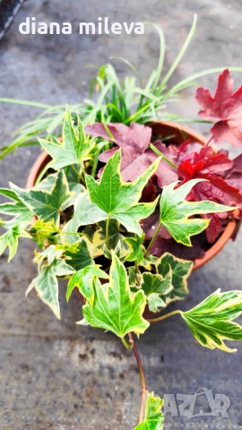 Аранжировка от вечнозелени и студоустойчиви растения за сянка!!!