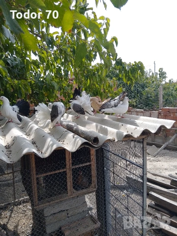 Гълъби, снимка 5 - Гълъби - 53740671