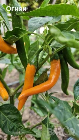 Лют сос - тип "Табаско", снимка 2 - Домашни продукти - 51719330