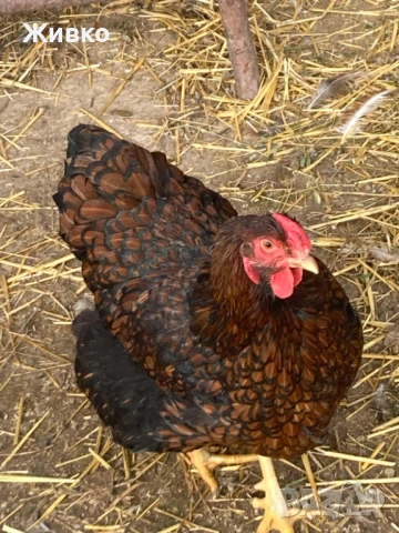 Виандоти, снимка 7 - Кокошки и пуйки - 54063681