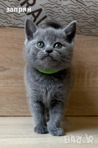 британски котенца