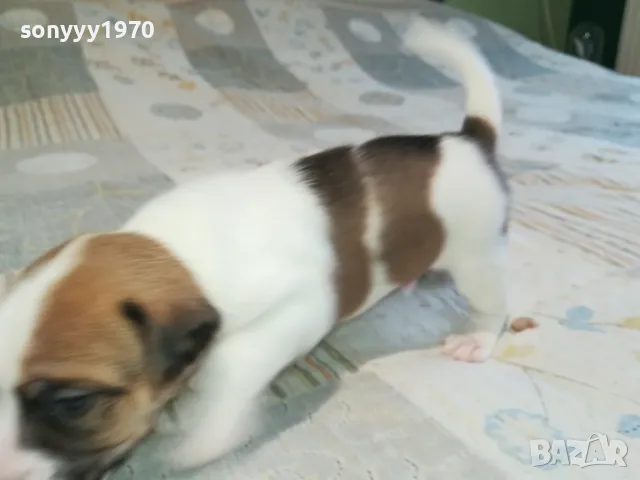 ДЖАК РЪСЕЛ ВИДИН-КУПУВАМЕ КУЧЕ 0104251735, снимка 17 - Джак ръсел териер - 49728785