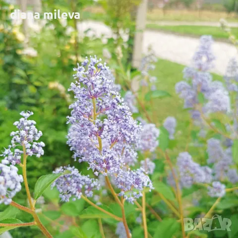 Калифорнийски люляк Хенри Дефозе,  Ceanothus 'Henry Defosee', снимка 8 - Градински цветя и растения - 46888623