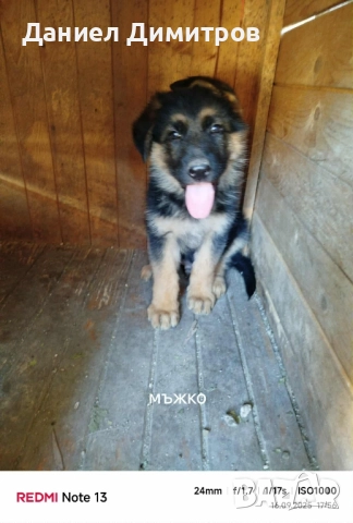 Продавам немска овчарка-женско и мъжко свободни , снимка 1