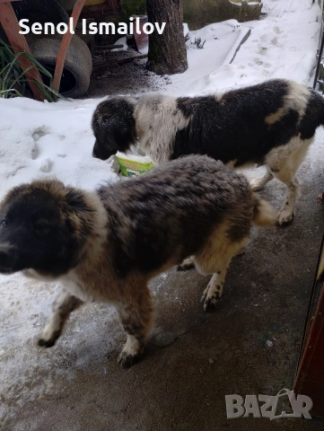 Кучета, снимка 6 - Каракачанска овчарка - 53828173
