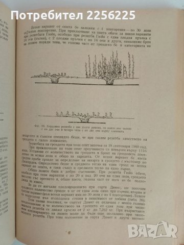 Лозарство, снимка 9 - Специализирана литература - 51124468