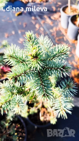 Сребрист смърч, Picea pungens 'Misty Blue', снимка 8 - Градински цветя и растения - 52436705