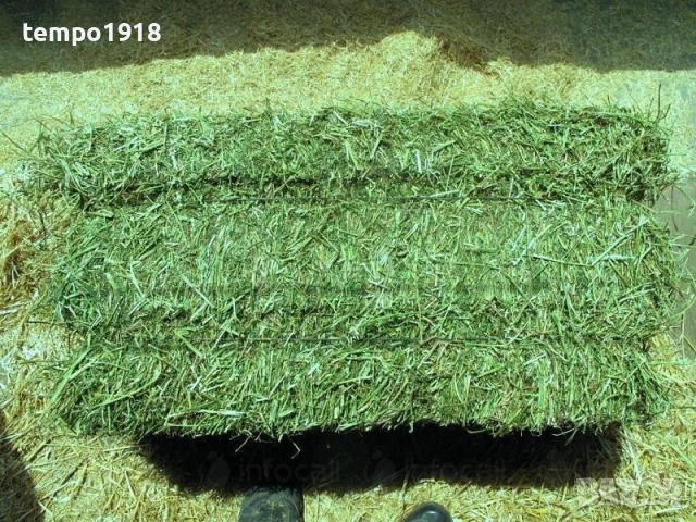 Бали Люцерна Малки Купувам, снимка 1