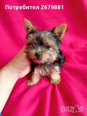 Мини йоркширски териер момиче , снимка 1