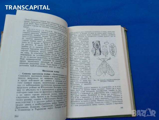 Болести и неприятели по овощните култури , снимка 8 - Други - 51338193