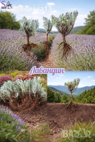 Разсад Лавандула Севтополис, Лавандин и Маслодайна Роза | Директно от производител, снимка 3 - Разсади - 30787134