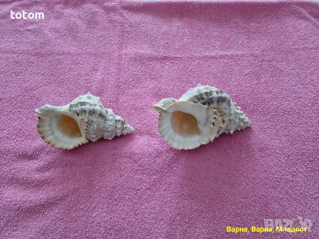 Морски раковини, снимка 3 - Декорация за дома - 50544695