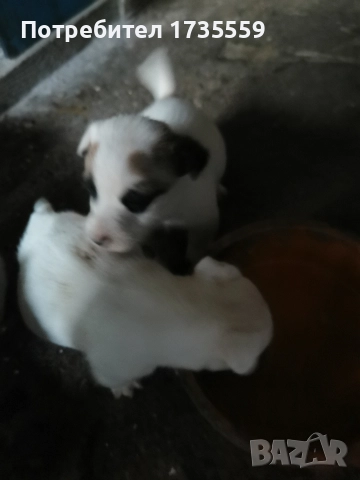 Жак ръсел териер. Късокраки. , снимка 4 - Джак ръсел териер - 52917288