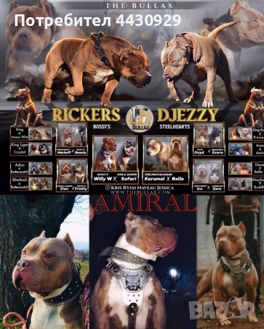 Американско були XL, снимка 13 - Други - 52951113