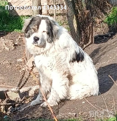 Мъжко българско овчарско куче 