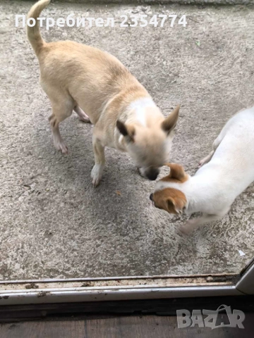 чихуахуа женско