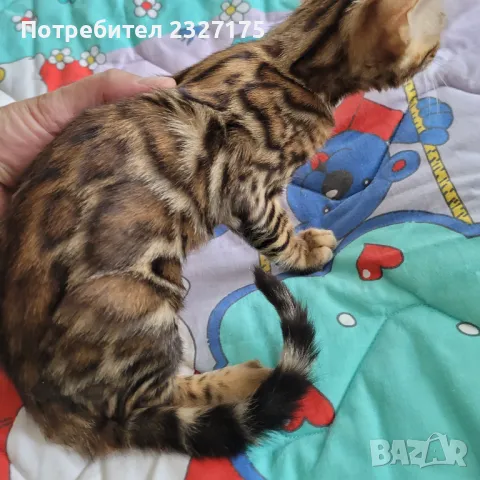 Бенгалска котка, снимка 9 - Бенгалски - 25815287