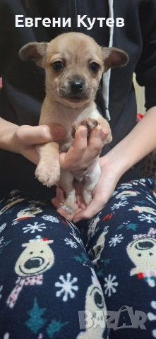 Пинчерчета , снимка 6 - Пинчер - 52897697