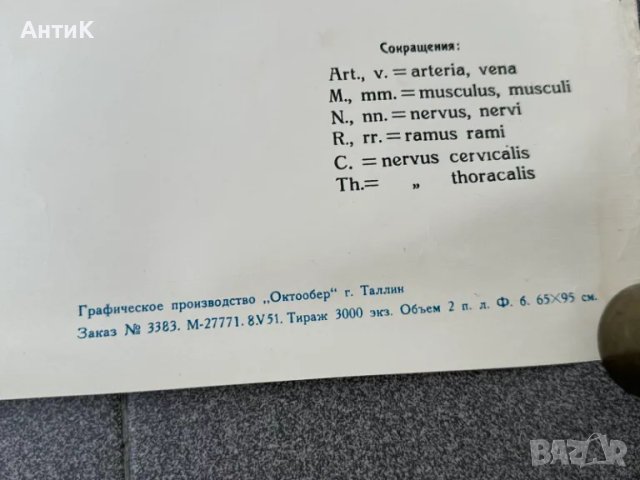 Комплект Соц Медицински Плакати 1951 година, снимка 10 - Антикварни и старинни предмети - 49938826