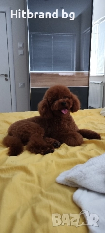 Той Пудел за разплод 