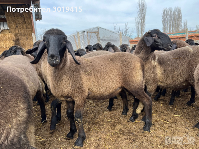 Плевенски черноглави агнета, снимка 3 - Овце - 45021028