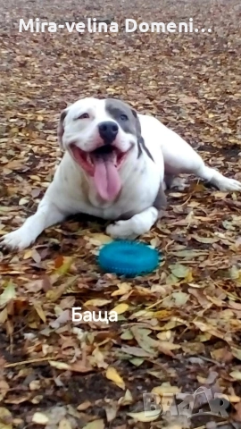 Мъжко питбулче на 45 дена, снимка 4 - Питбул - 52998594