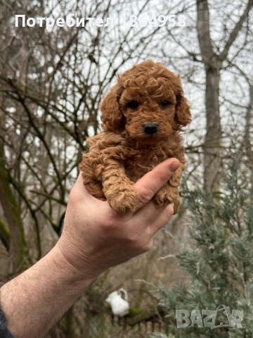 ТОЙ ПУДЕЛ Доставка, снимка 2 - Пудели - 53539998