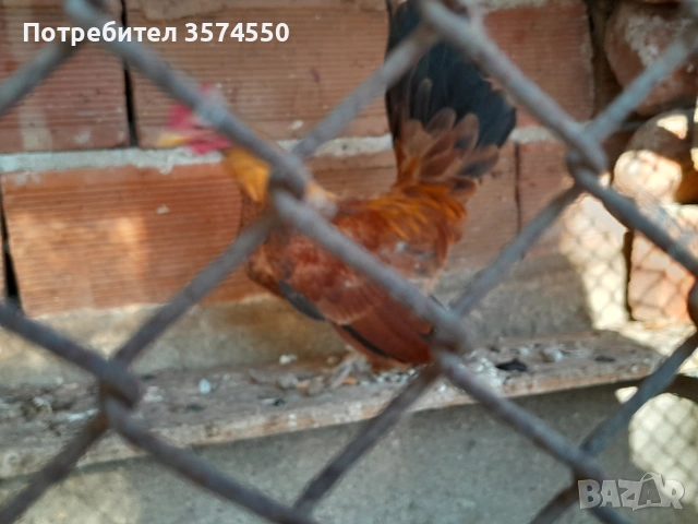 Продавам Серами, снимка 6 - други­ - 53164200