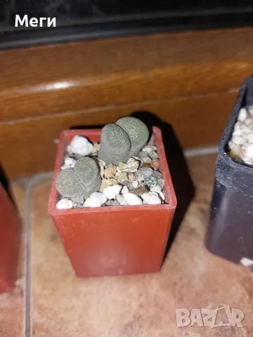 Продавам живи  камъчета (Lithops bromfieldii, Lithops terricolor, Lithops terricolor), снимка 2 - Градински цветя и растения - 47550129