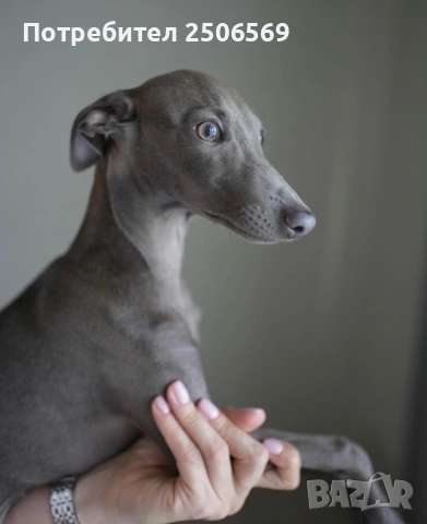Продавам кученца италианска хрътка, снимка 3 - Хрътка - 53012848
