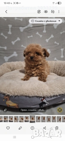 Той пудел момиче пуделче, снимка 5 - Пудели - 53778314