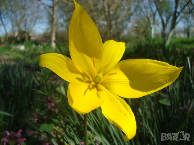 Жълто лаленце (Tulipa), снимка 2 - Градински цветя и растения - 54145729