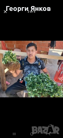 Ягоди, снимка 5 - Разсади - 53651366